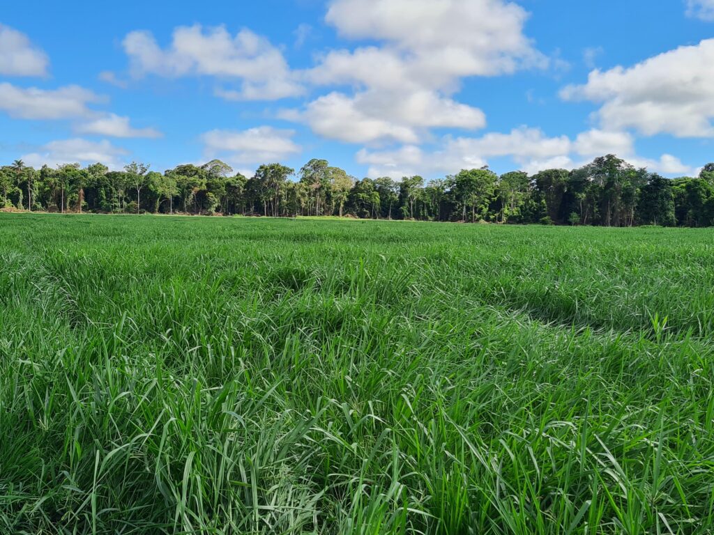 Reforma de Pasto: Quando e Como Fazer whatsapp image 2025 06 25 at 16.15.03 (1)