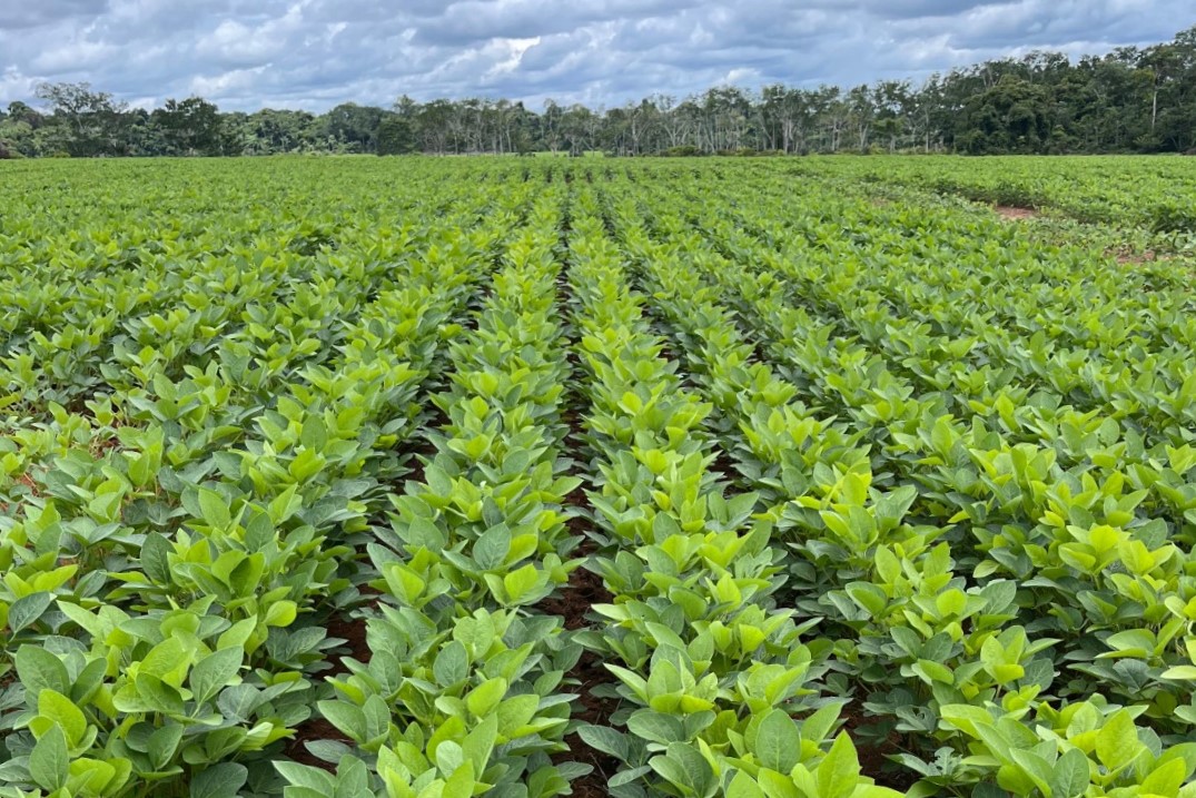 acompanhamento e monitoramento de lavoura matuto