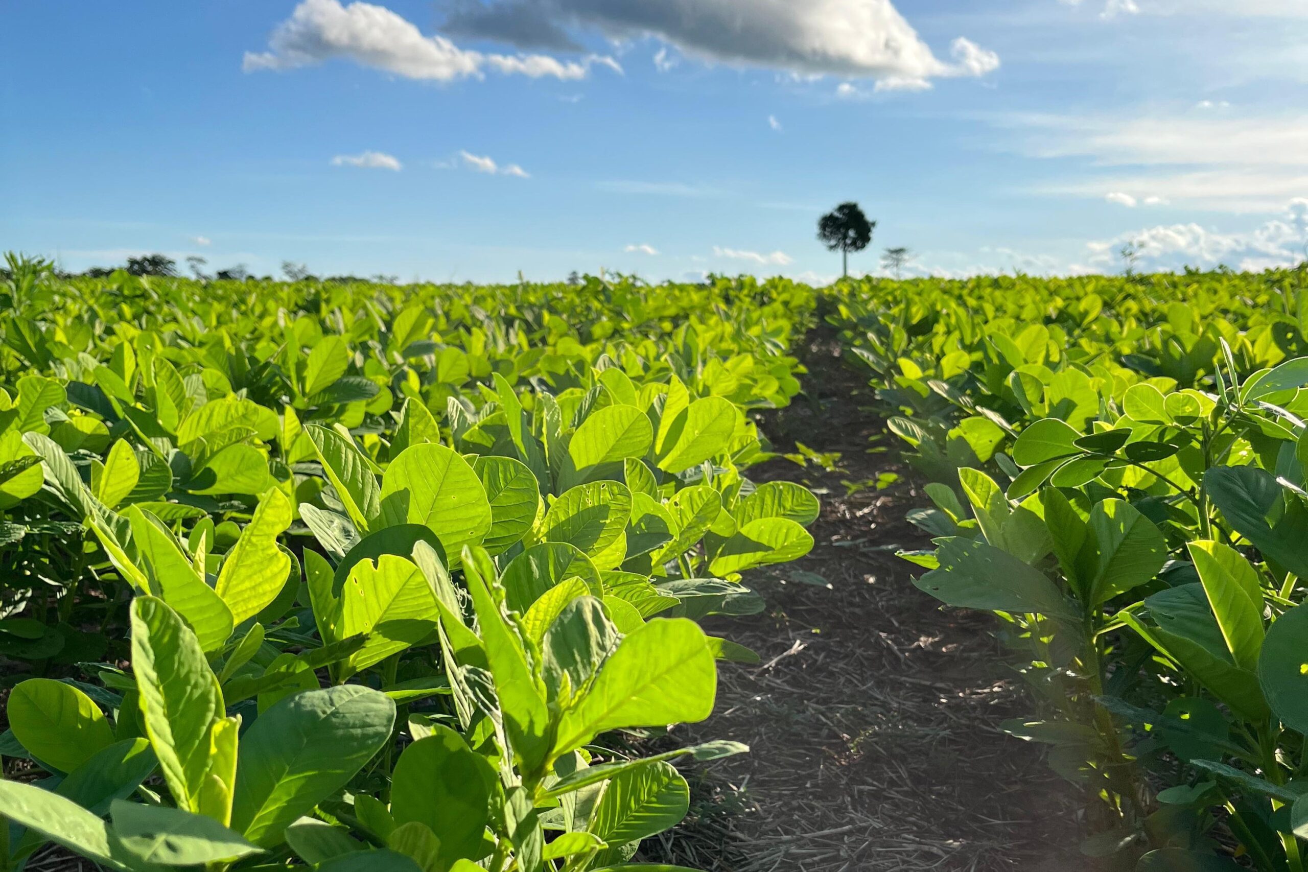 consultoria agrícola matuto