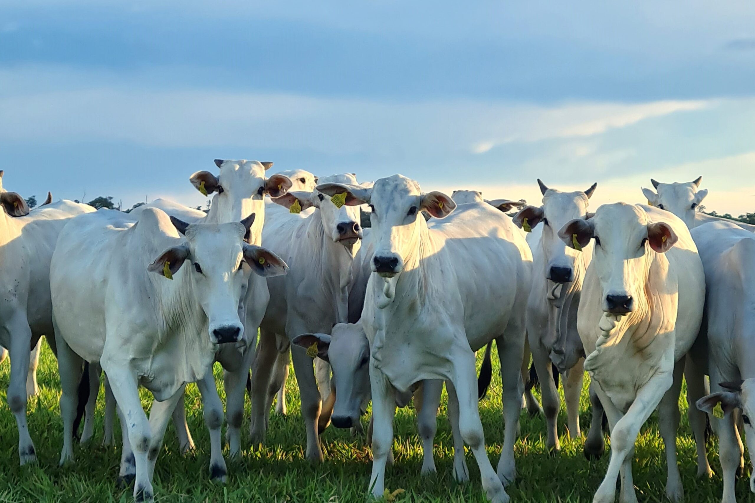 consultoria pecuária​ matuto