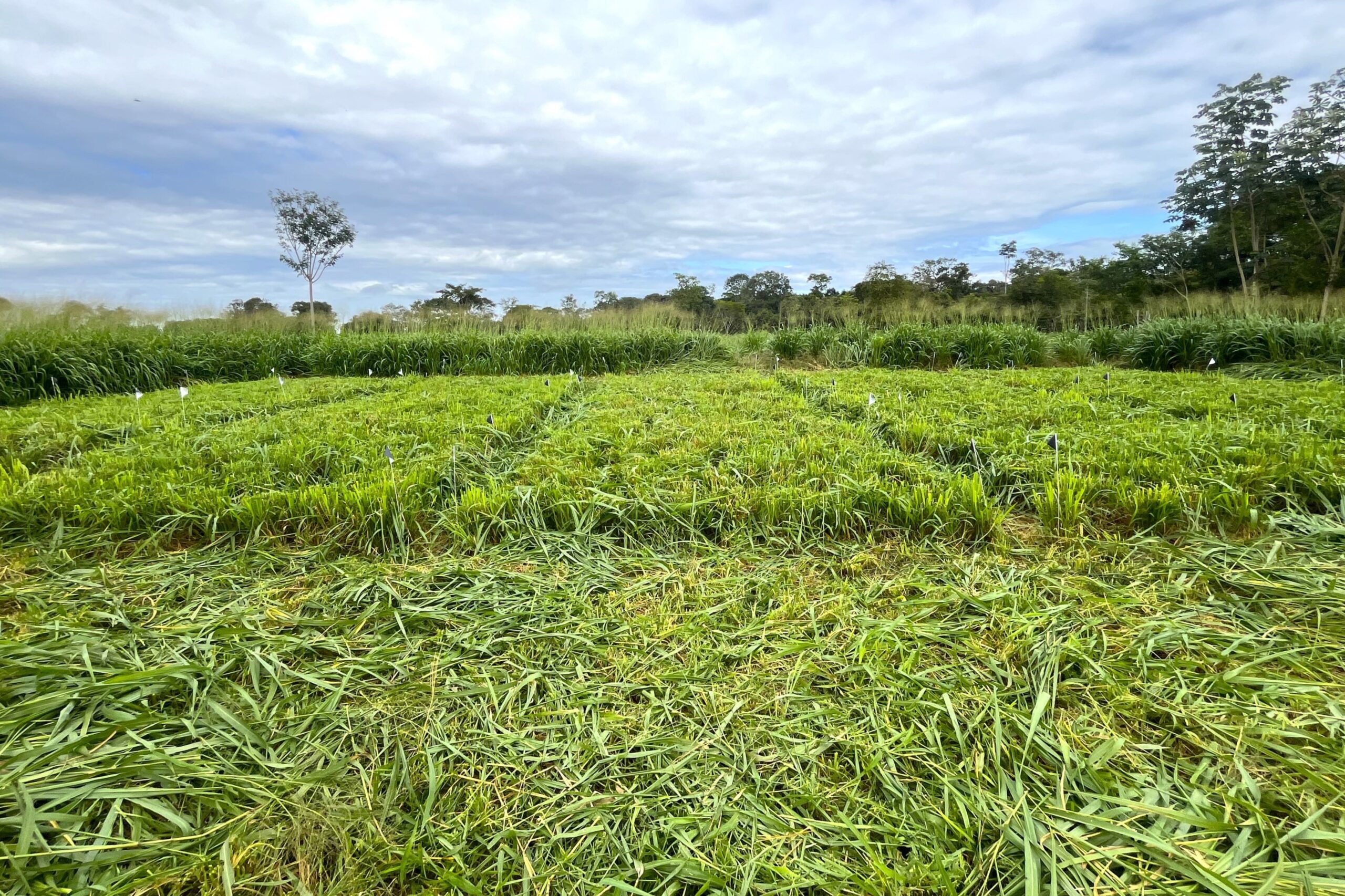 pesquisa e desenvolvimento matuto